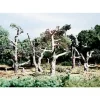 Woodland Scenics TK22 HO 2.62" - 3.25" Dead Small Tree Kits (Pack of 5) - Model Train Junction: Quality Parts and Art Supplies Outlet