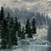 Woodland Scenics TR1581 4"- 6" Tall Conifer Colors Ready Made Trees (Pack of 24) - Model Train Junction: Quality Parts and Art Supplies Online