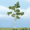 Woodland Scenics TR1616 4" Paper Birch Ready-Made Premium Tree - Model Train Junction: Quality Parts and Art Supplies Best
